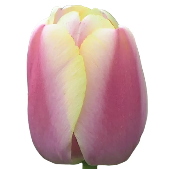 Tulip Coral Pride 10-pack