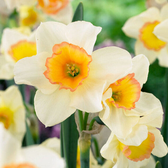Narcissus Yazz 5-Pack