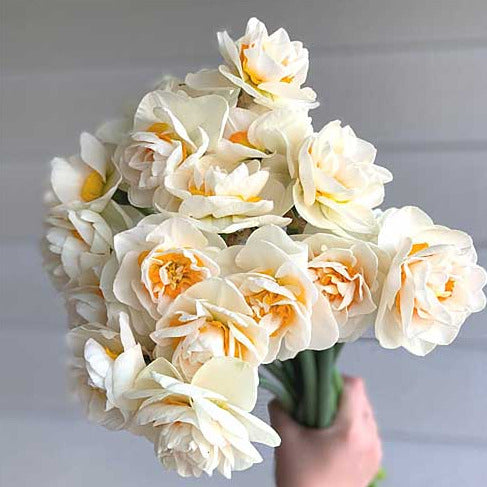 Narcissus Yosemite Valley 5-Pack