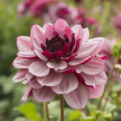 September Dahlia Mania Subscription
