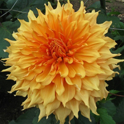 September Dahlia Mania Subscription