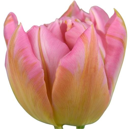 Tulip Dotcom 10-pack