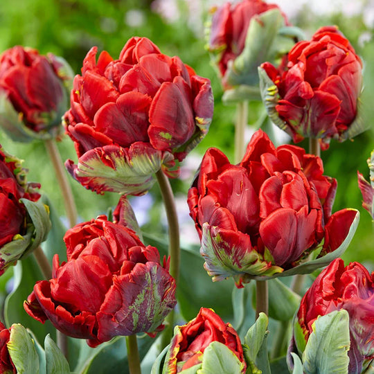 Tulip Double Rococo Parrot 10-pack