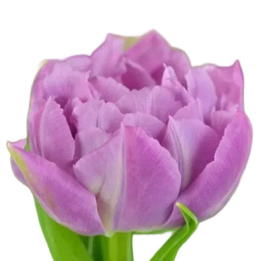 Tulip Double Price 10-pack