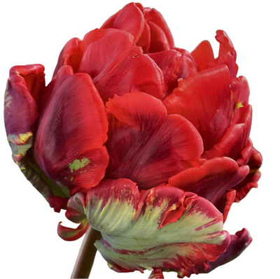 Tulip Double Rococo Parrot 10-pack