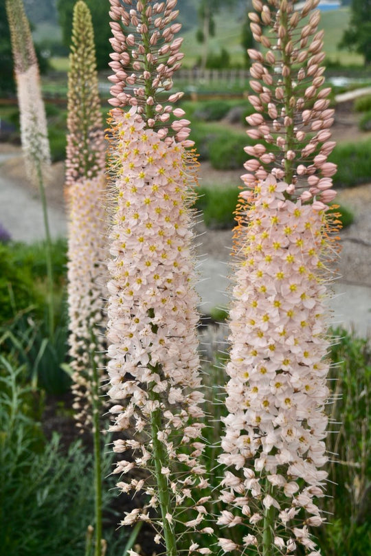 Eremurus Pink Tops 3-pack