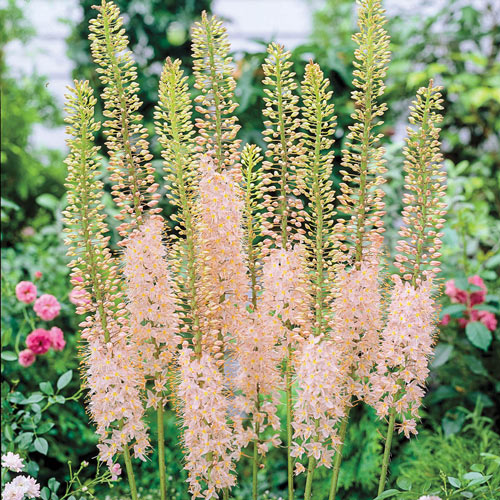 Eremurus Pink Tops 3-pack