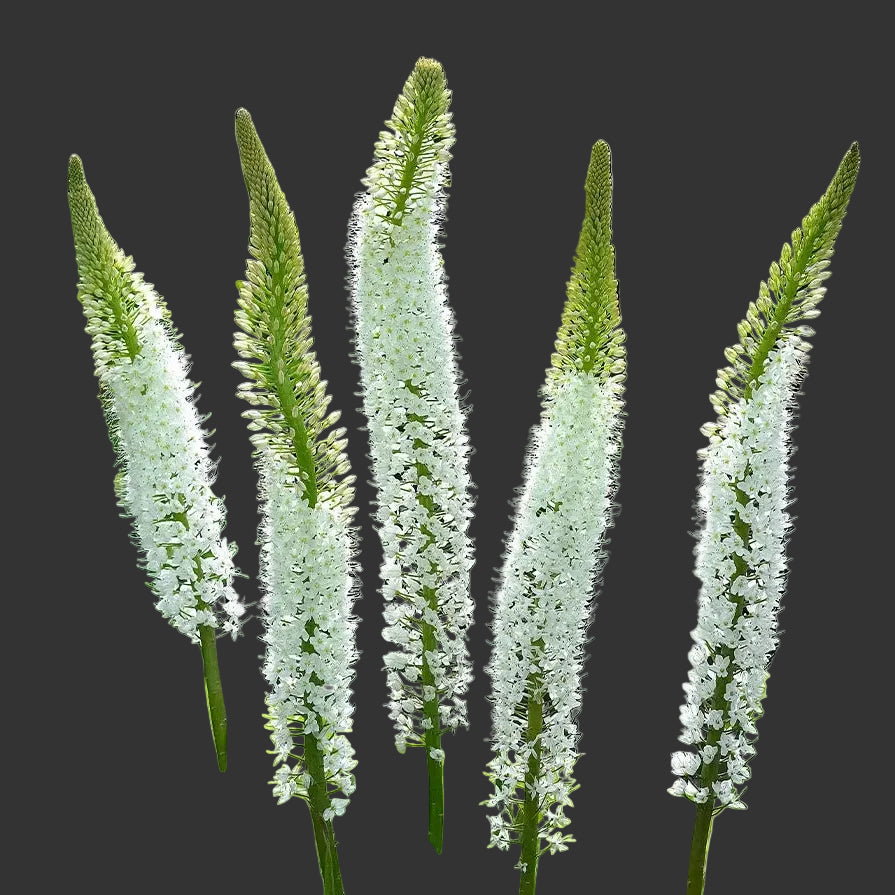 Eremurus White Tops 1-pack