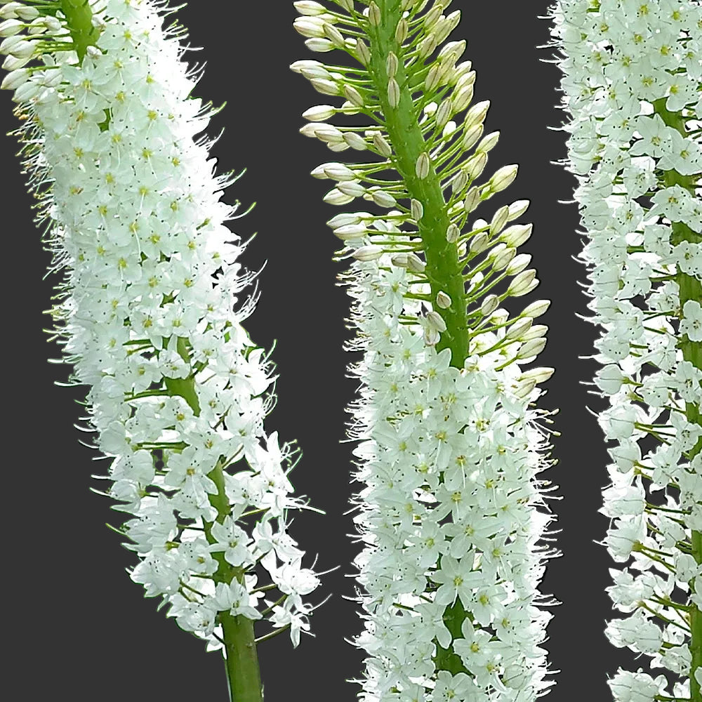 Eremurus White Tops 1-pack