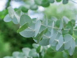 Eucalyptus Silver Dollar