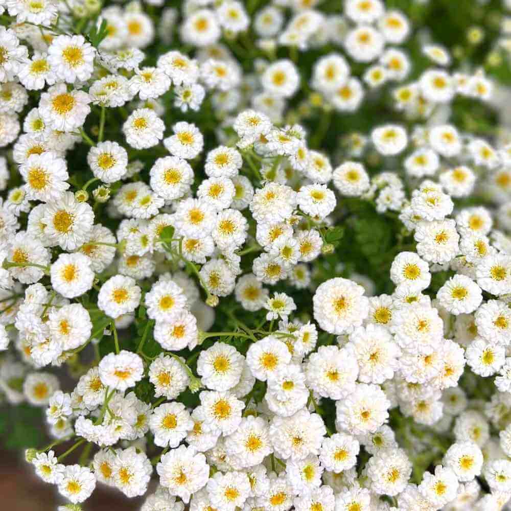 Feverfew White Wonder