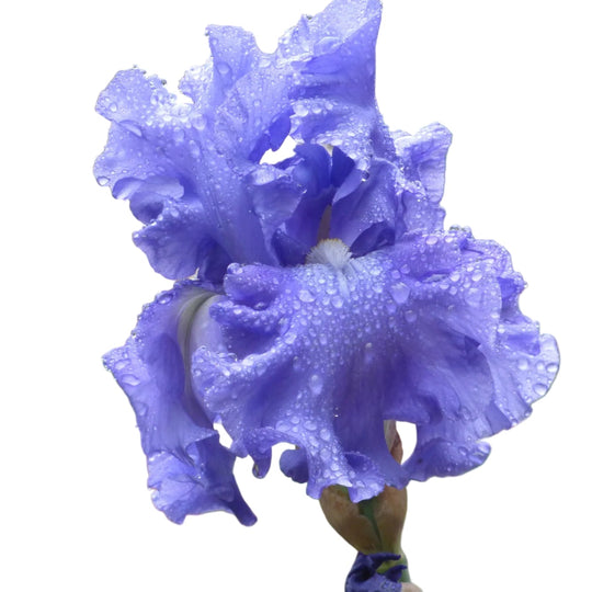 Fiesta In Blue AWARD WINNER