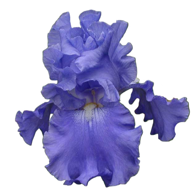 Fiesta In Blue AWARD WINNER