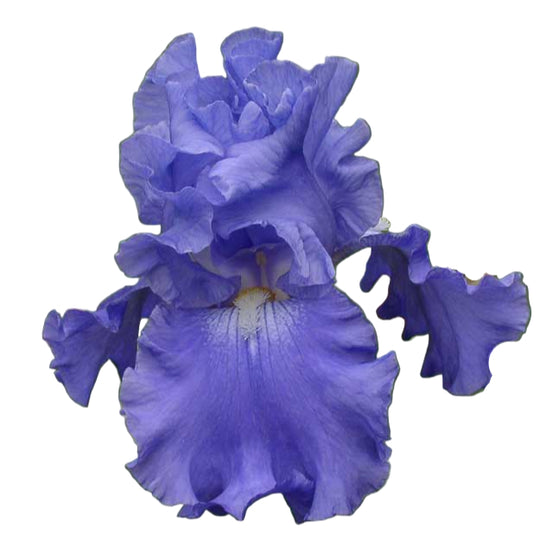Fiesta In Blue AWARD WINNER