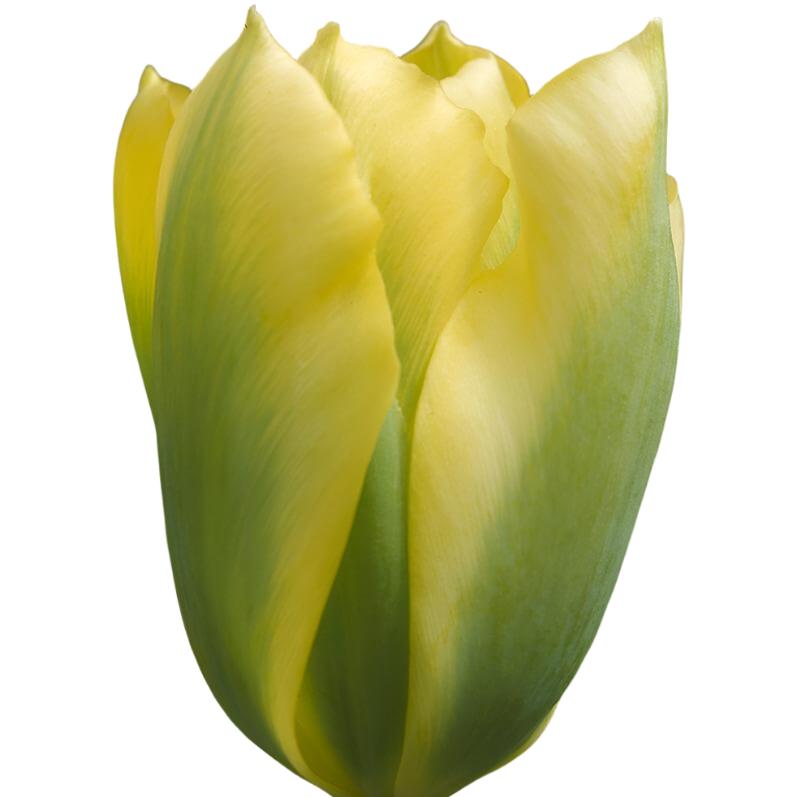 Tulip Viridiflora Formosa