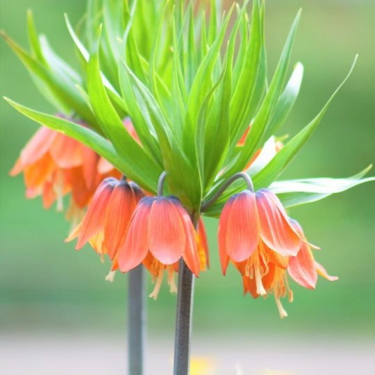 Fritillaria Early Fantasy 1-pack