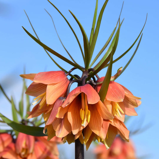 Fritillaria Early Fantasy 1-pack