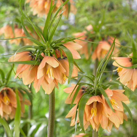 Fritillaria Early Fantasy 1-pack