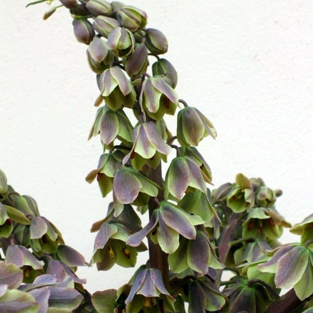 Fritillaria Persica Green Dreams 1-pack