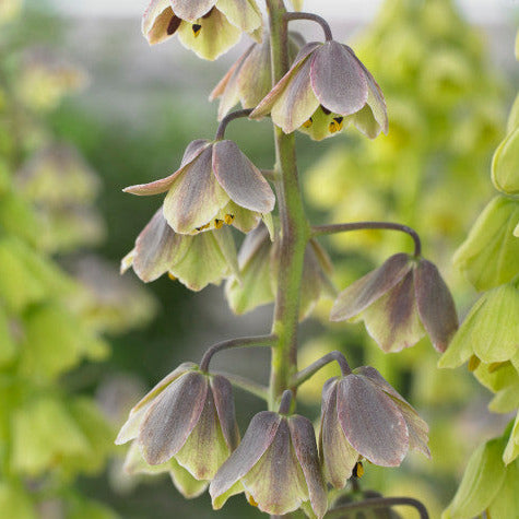 Fritillaria Persica Green Dreams 1-pack