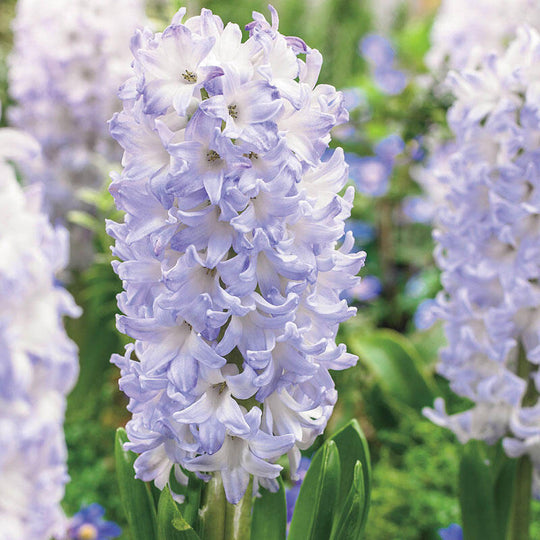 Hyacinth Chicago 5-pack