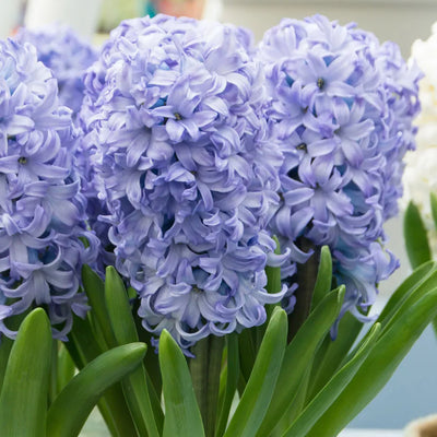 Hyacinth Chicago 5-pack