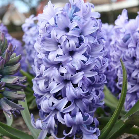 Hyacinth Chicago 5-pack