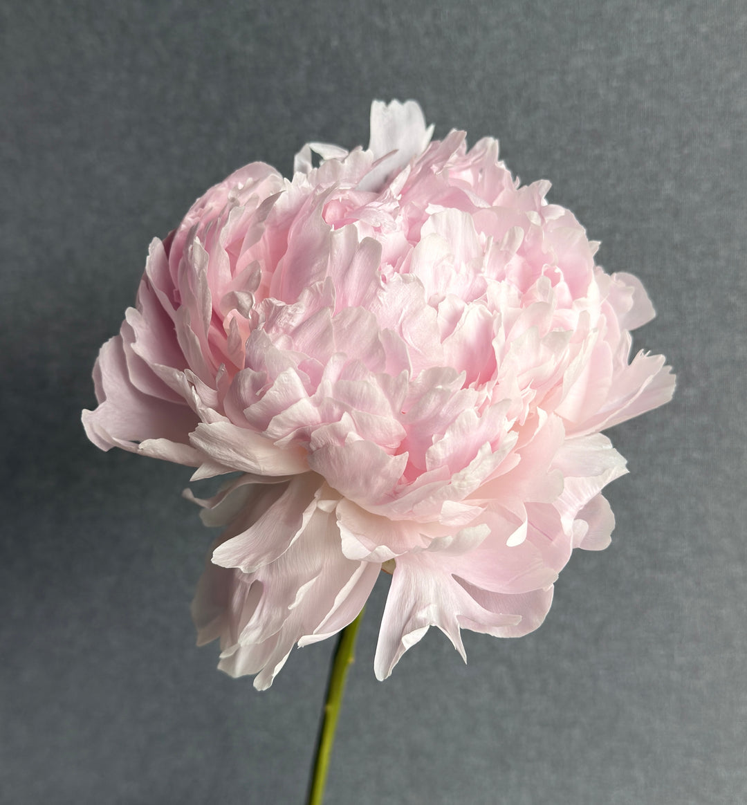 Premium Peonies