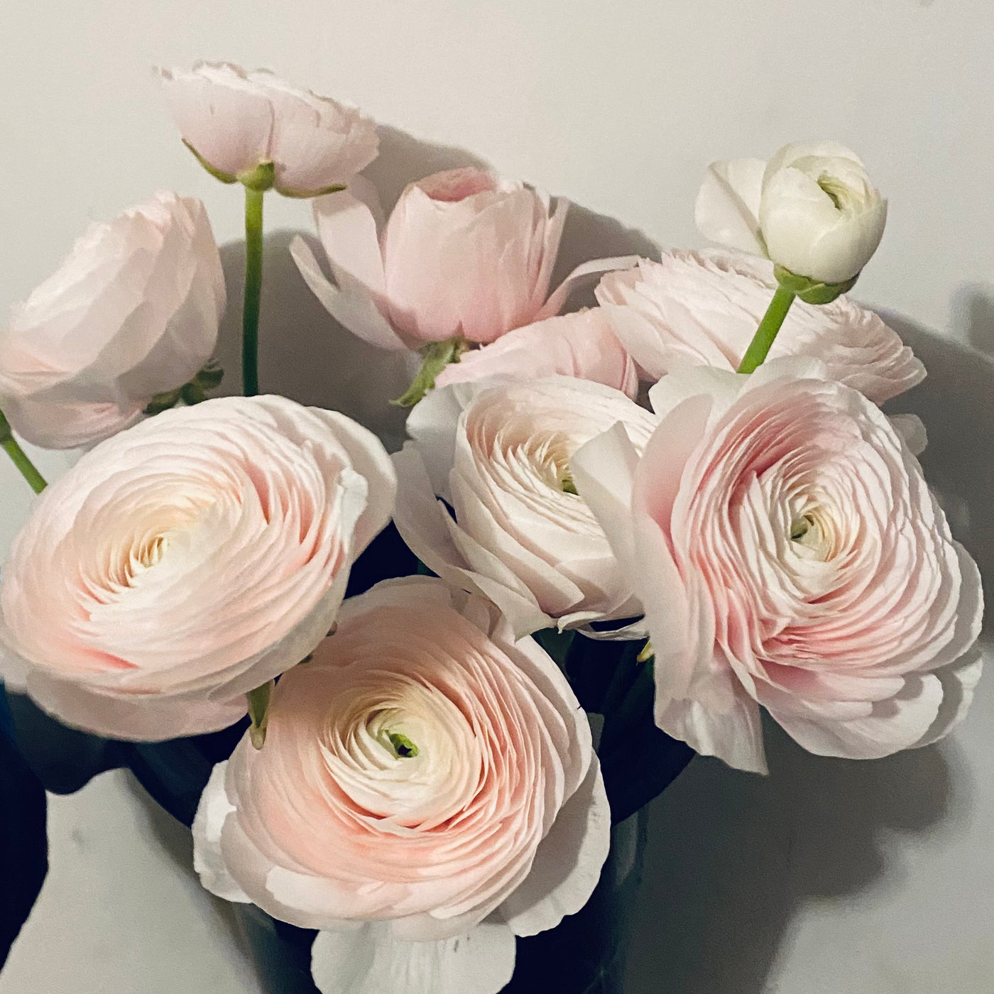 Ranunculus Subscription