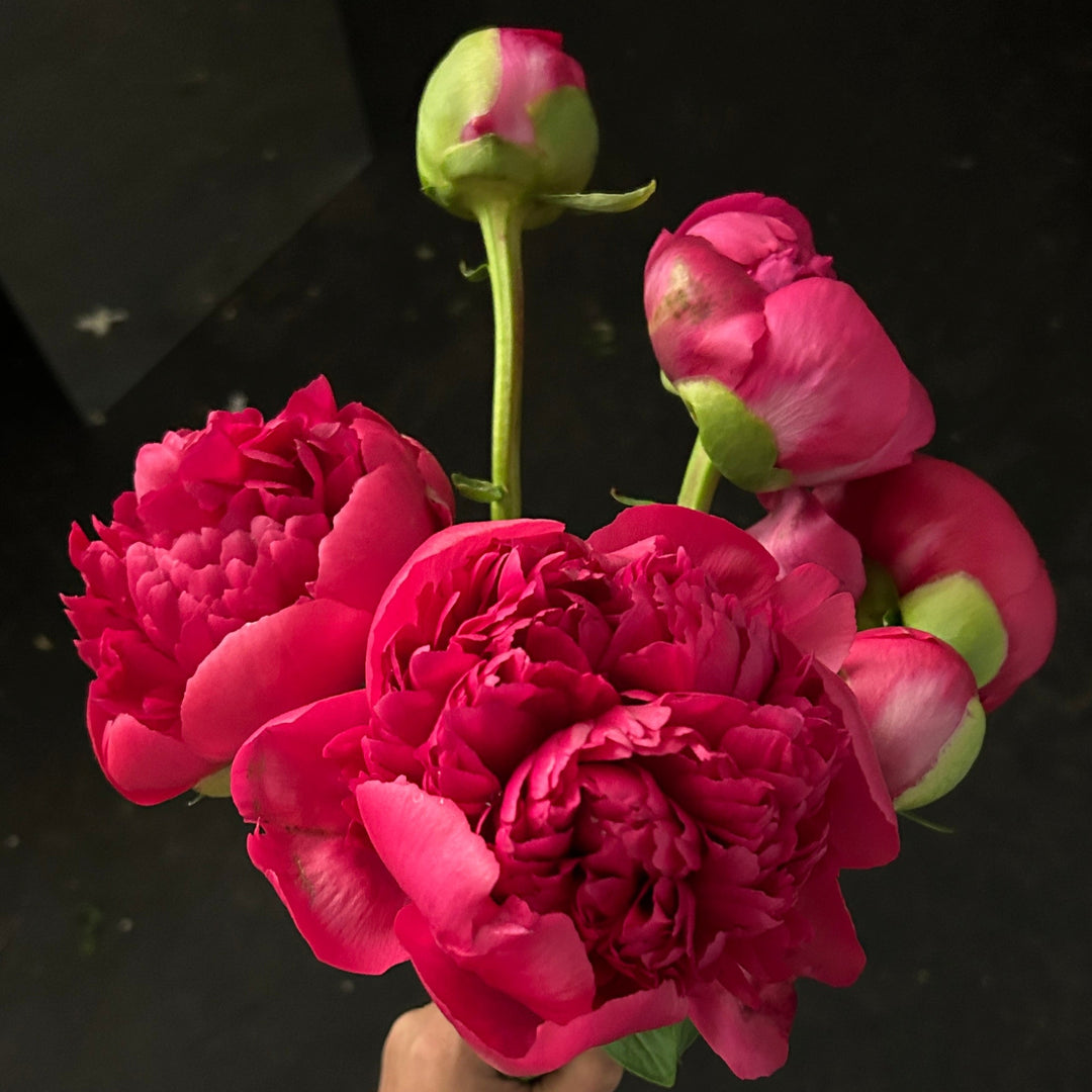 Peony Subscription