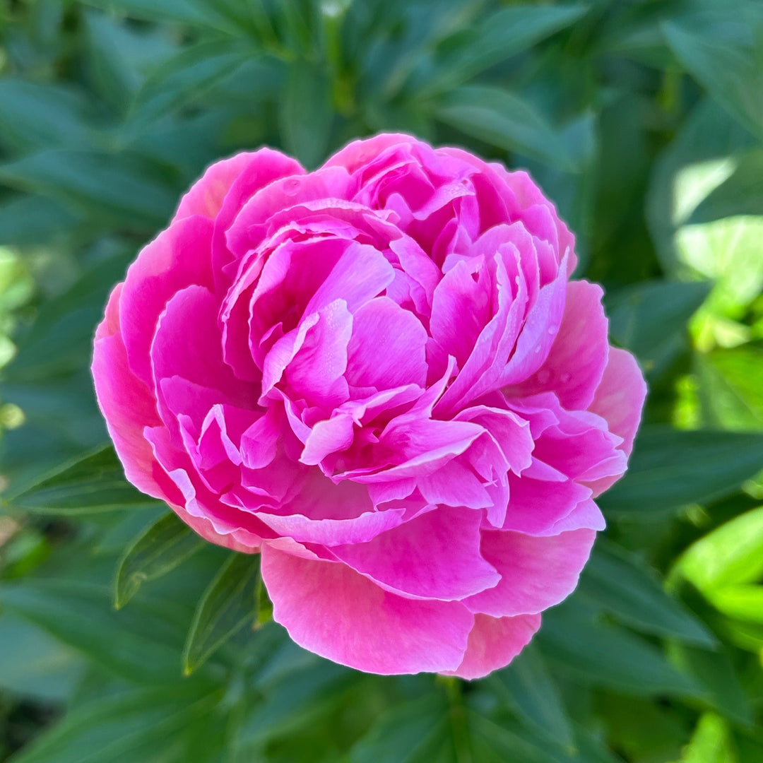 Peony Subscription