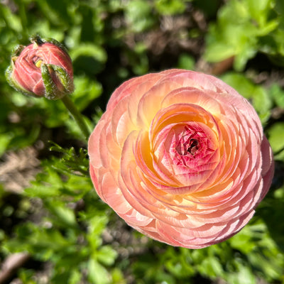 Ranunculus Subscription