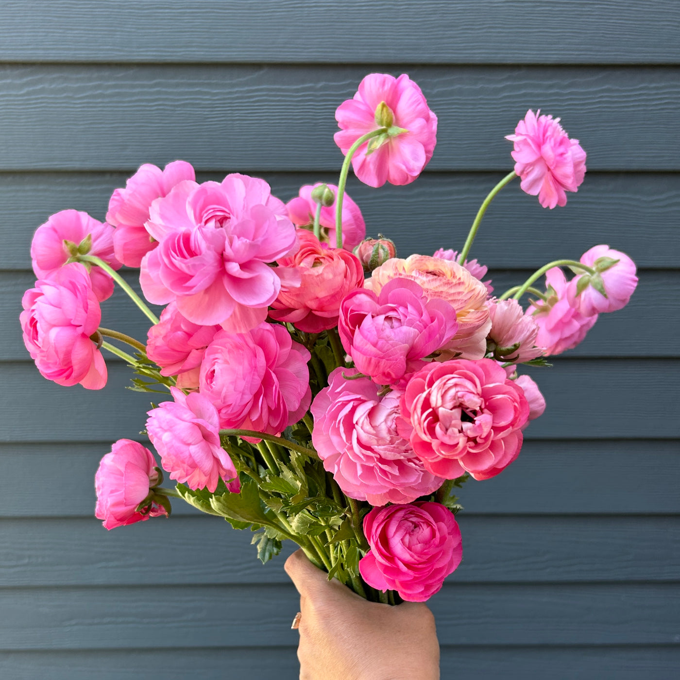 Ranunculus Subscription