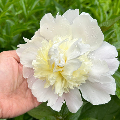 Peony Subscription