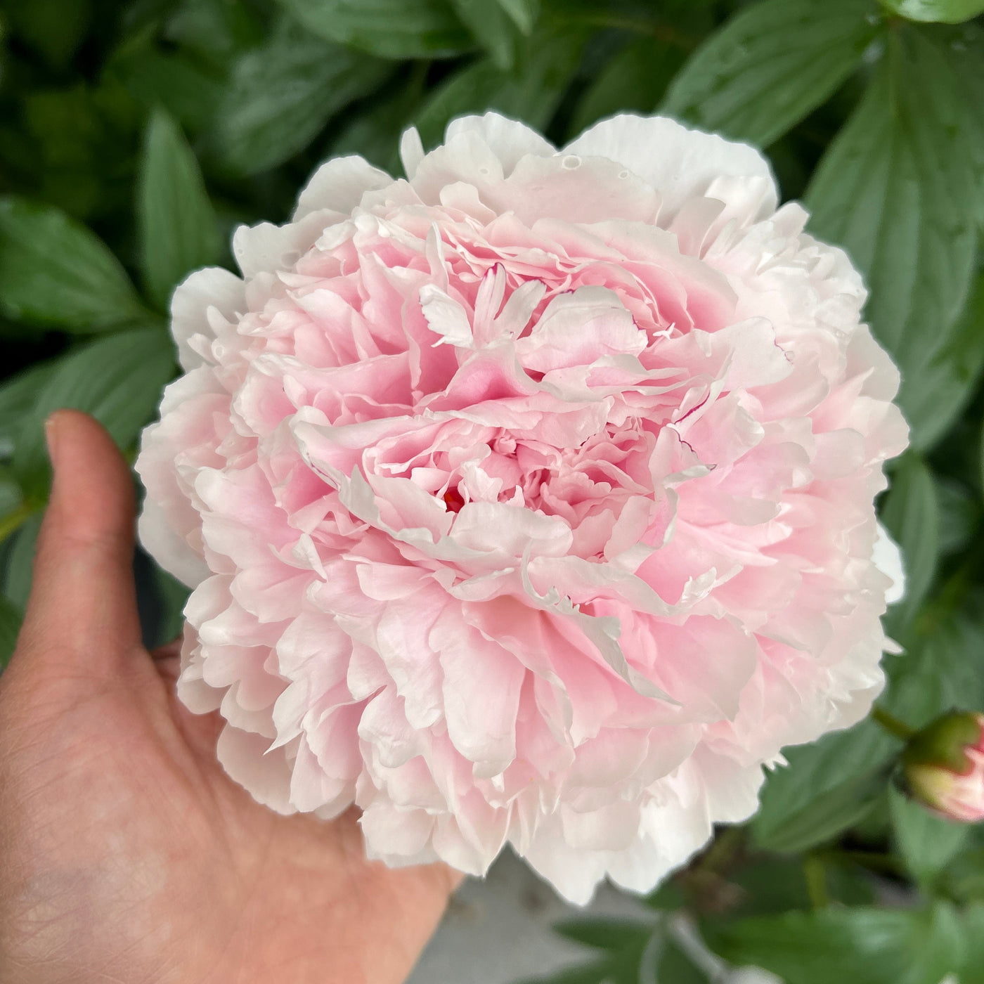 Peony Subscription