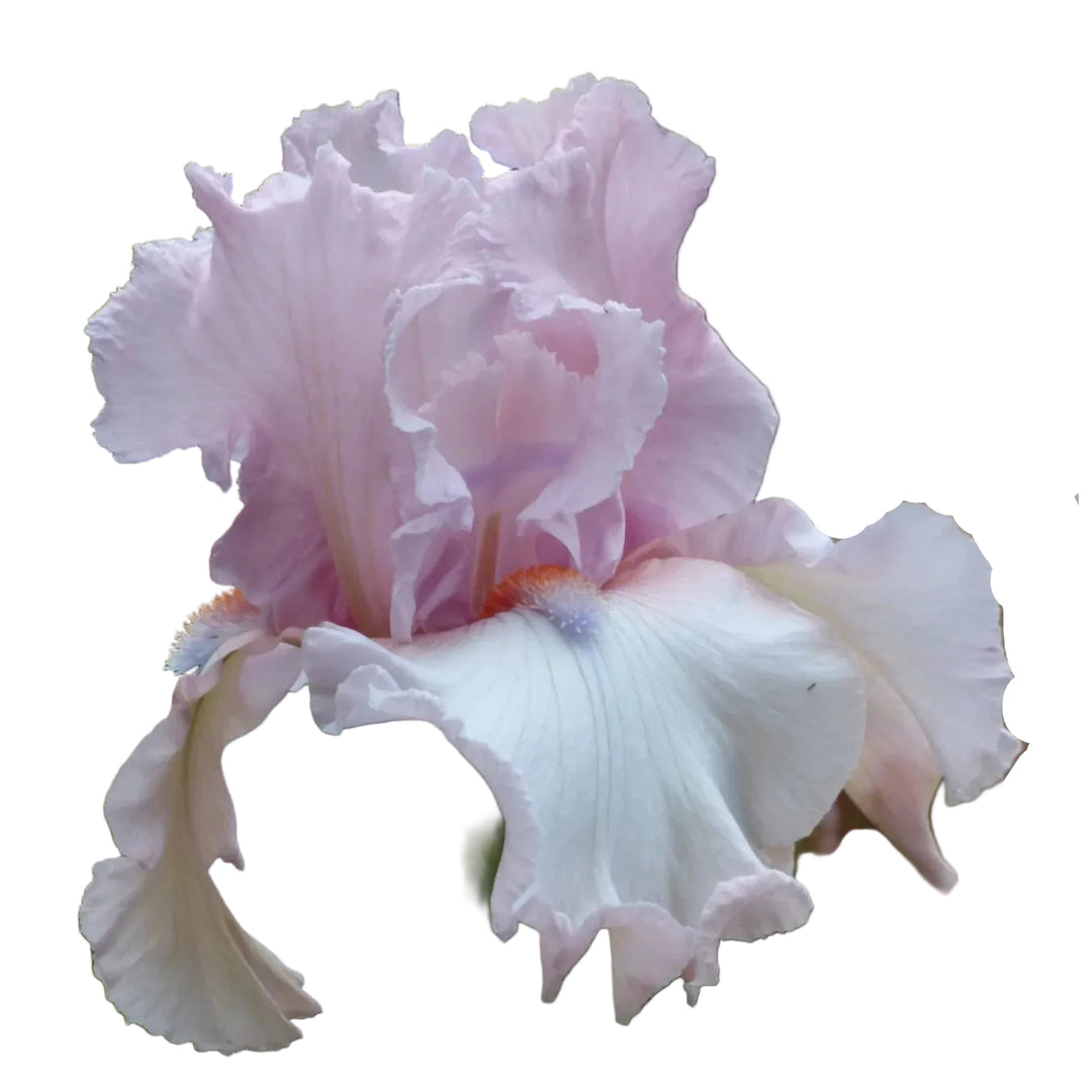 Iris Island Blush