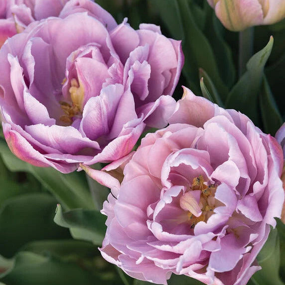 Tulip Katinka 10-pack