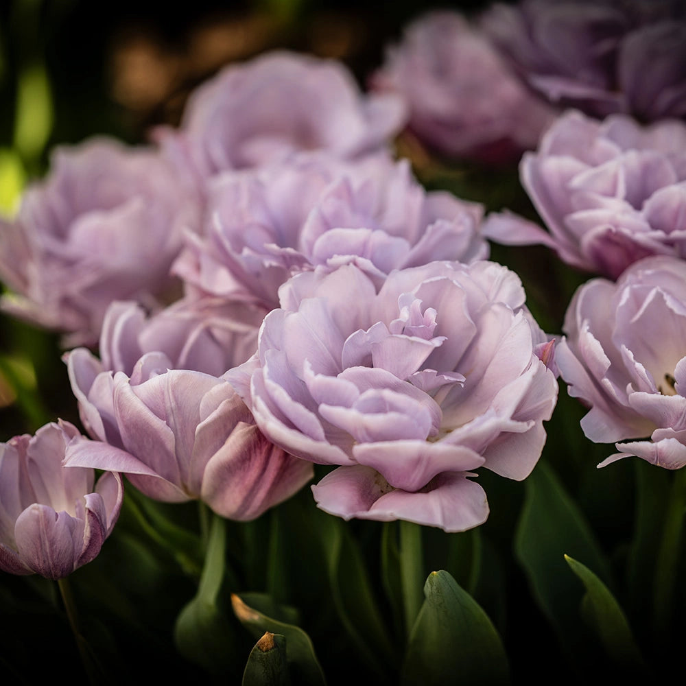 Tulip Katinka 10-pack