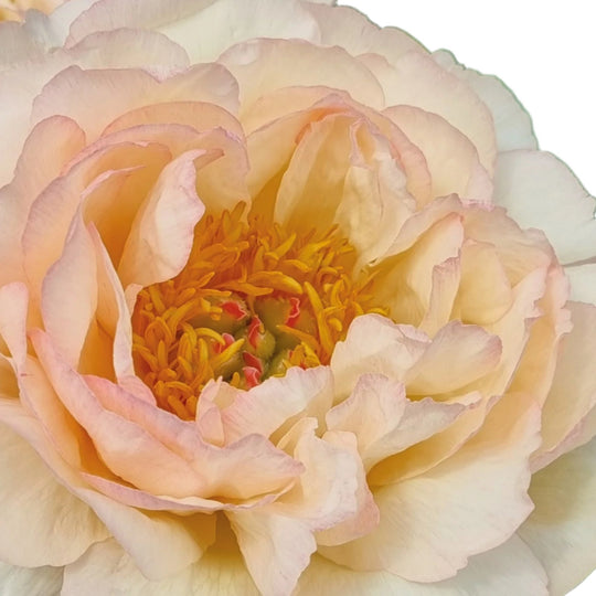 Collector Peony King's Day 3/5 eyes