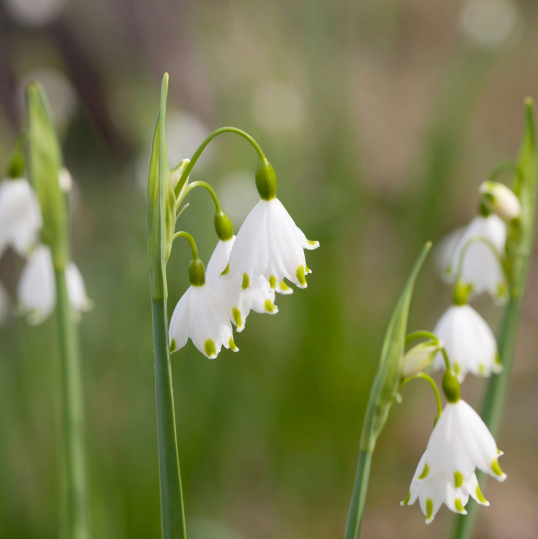 Leucojum Summer Snowflake 8-pack