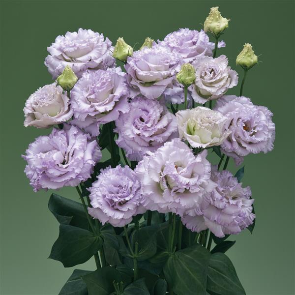 Lisianthus Lavender