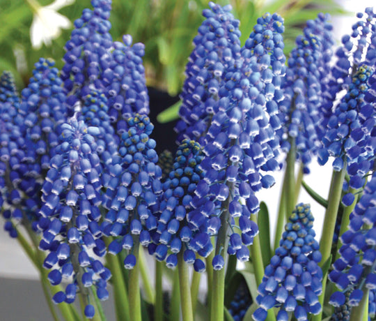 Muscari Big Smile 10-pack