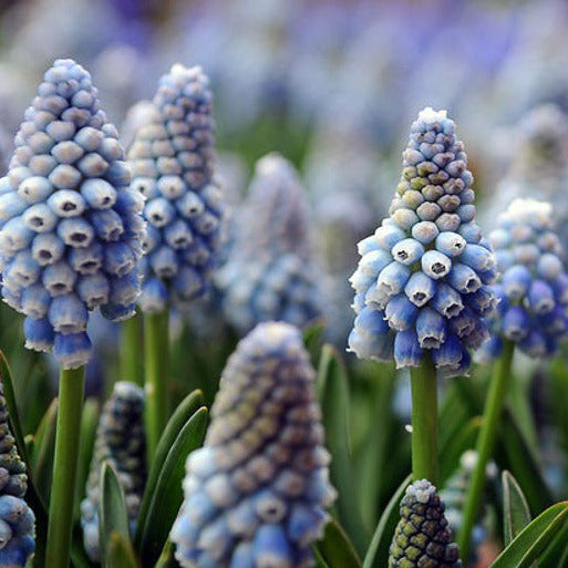 Muscari Ocean Magic 10-pack