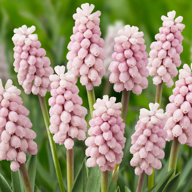 Muscari Pink Sunrise 5-pack