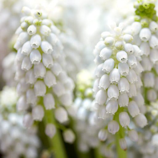 Muscari White Magic 10-pack