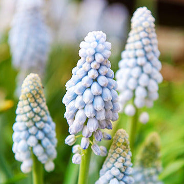 Muscari Baby's Breath 10-pack