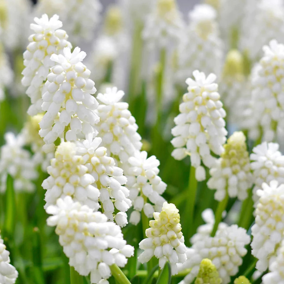 Muscari White Magic 10-pack