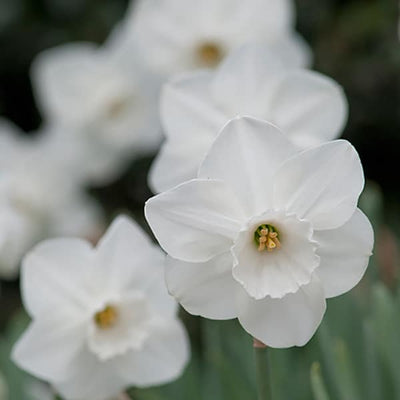 Narcissus Falmouth Bay 5-Pack