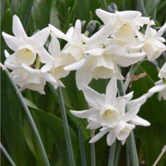 Narcissus Starlight Sensation 8-pack