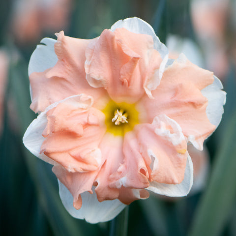 Narcissus Apricot Whirl 5-pack